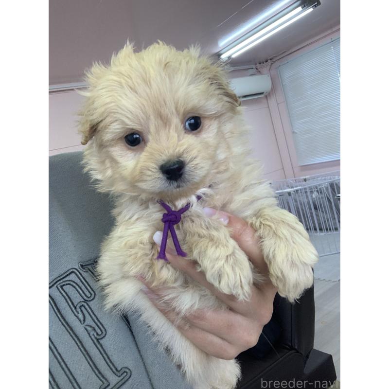 販売中の滋賀県のポメプー:ポメラニアン×トイプードル-432861の7枚目