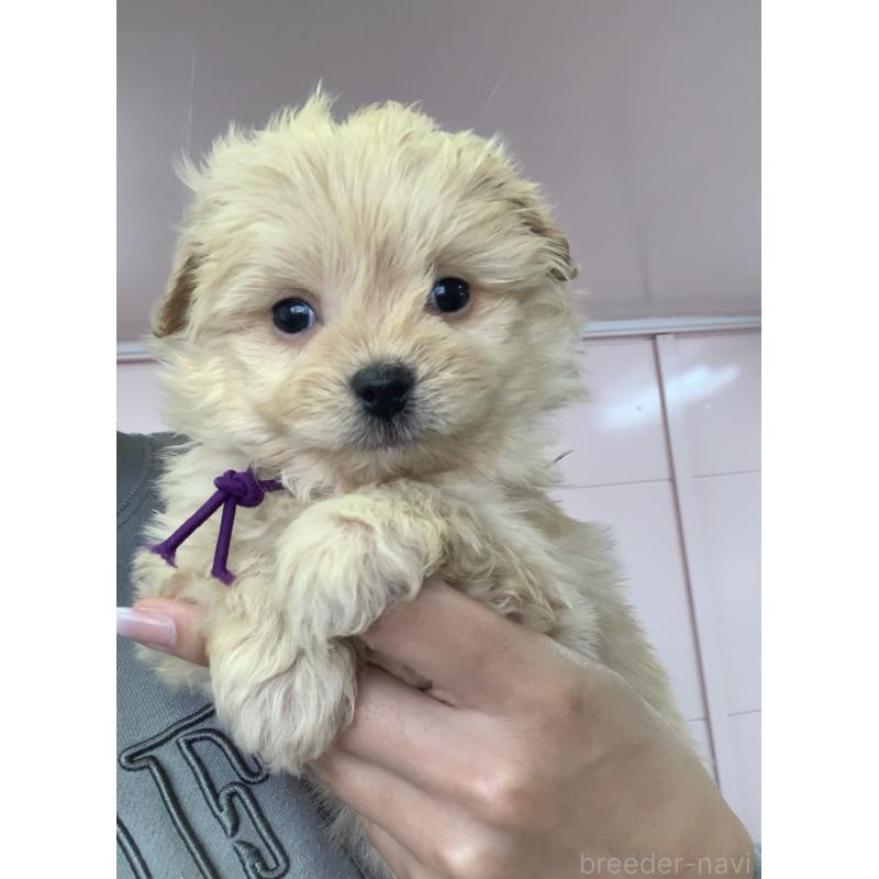 販売中の滋賀県のポメプー:ポメラニアン×トイプードル-432861の6枚目