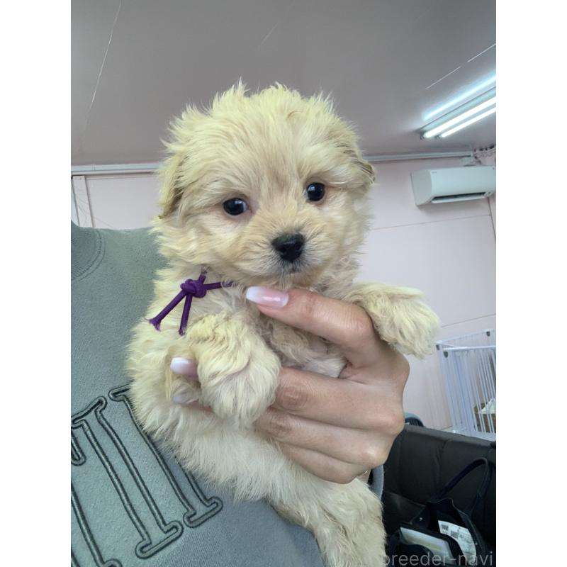 販売中の滋賀県のポメプー:ポメラニアン×トイプードル-432861の5枚目