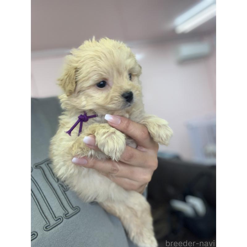 販売中の滋賀県のポメプー:ポメラニアン×トイプードル-432861の4枚目