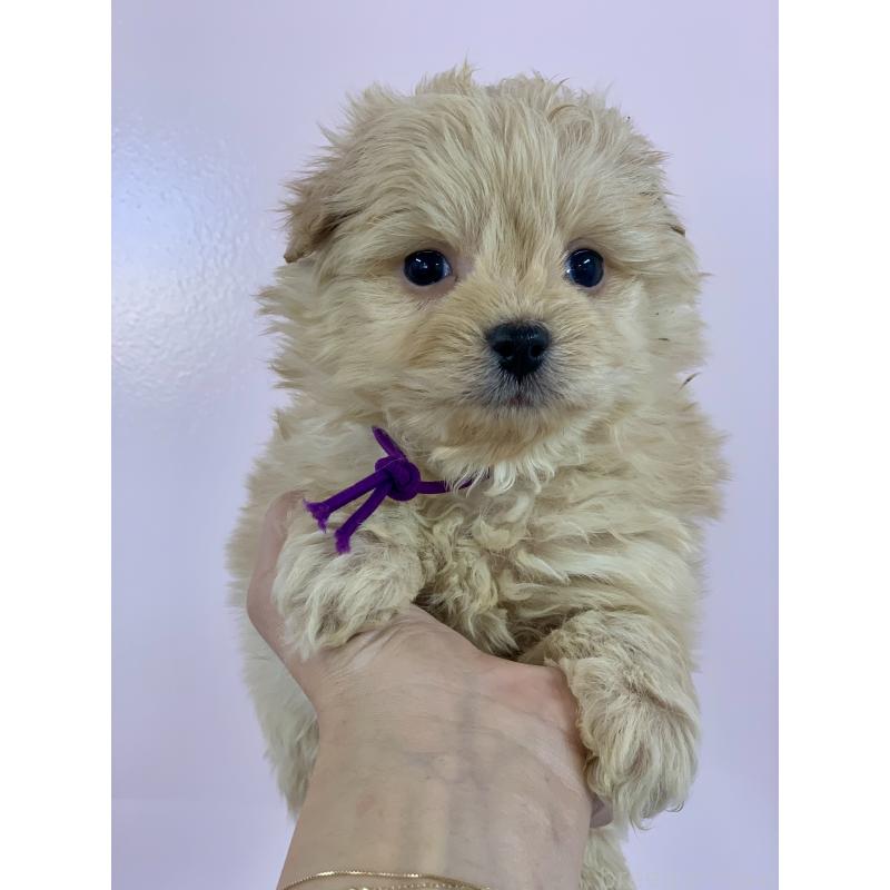 販売中の滋賀県のポメプー:ポメラニアン×トイプードル-432861の3枚目