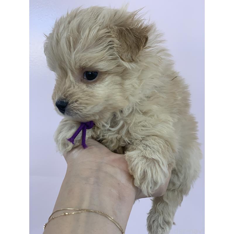 販売中の滋賀県のポメプー:ポメラニアン×トイプードル-432861の2枚目