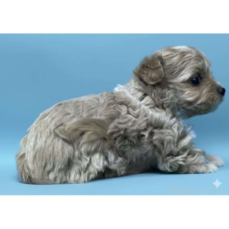 販売中の兵庫県のチワプー:チワワ×トイプードル-432862の2枚目