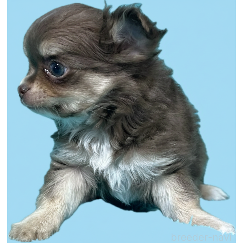 販売中の兵庫県のチワワ(ロングコート)-432863の2枚目