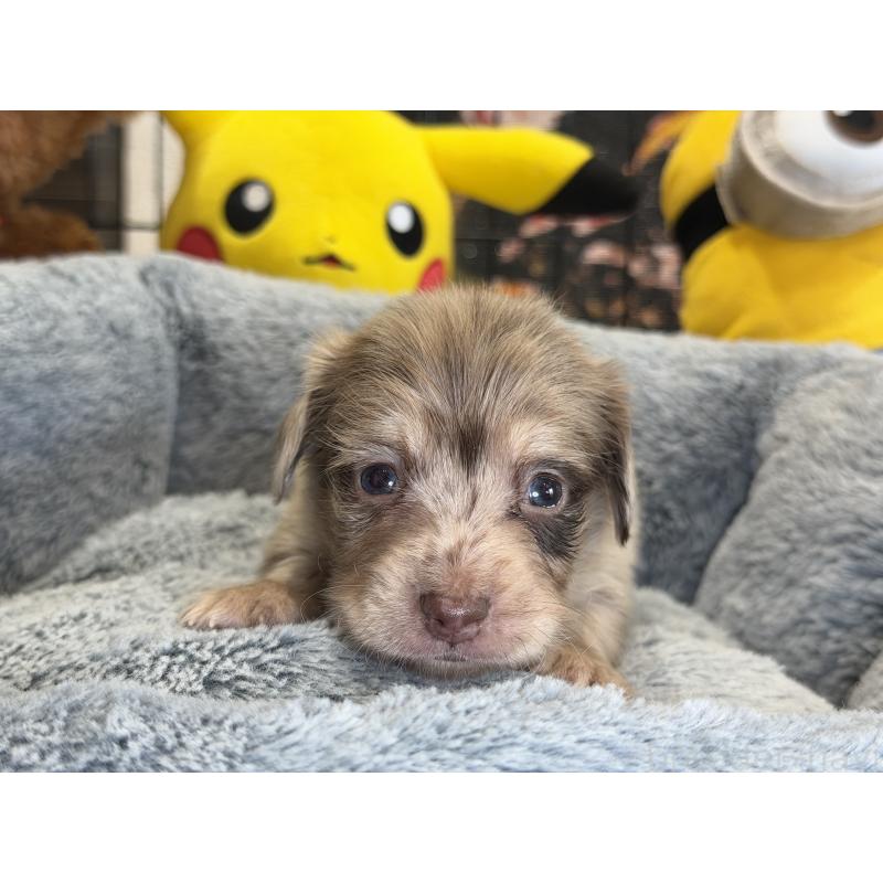 販売中の埼玉県のチワックス:チワワ×ミニチュアダックスフンド-432865の6枚目