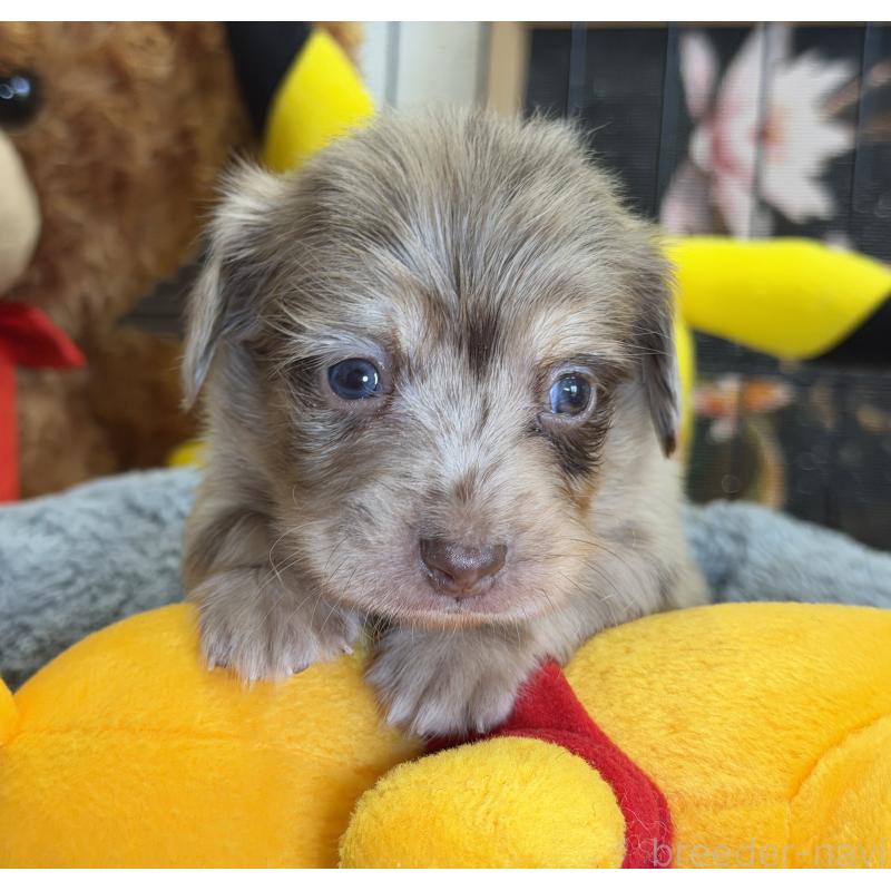 販売中の埼玉県のチワックス:チワワ×ミニチュアダックスフンド-432865の4枚目