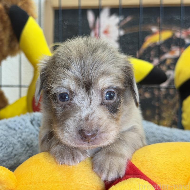 販売中の埼玉県のチワックス:チワワ×ミニチュアダックスフンド-432865の3枚目