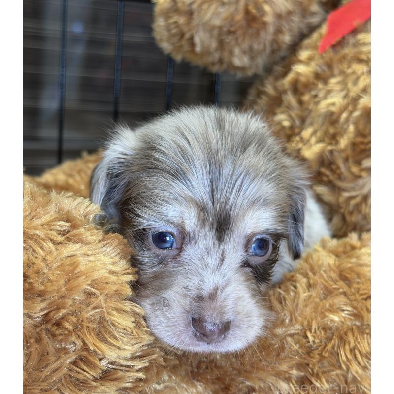 販売中の埼玉県のチワックス:チワワ×ミニチュアダックスフンド-432865の2枚目