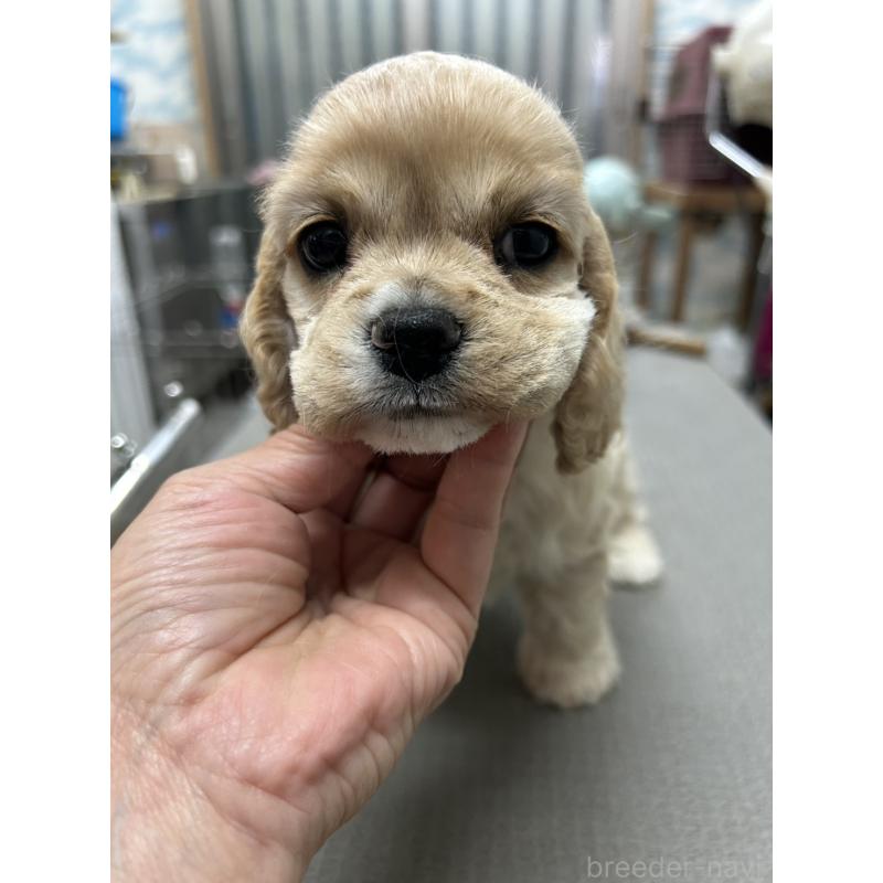 販売中の鹿児島県のアメリカンコッカースパニエル-432864の6枚目