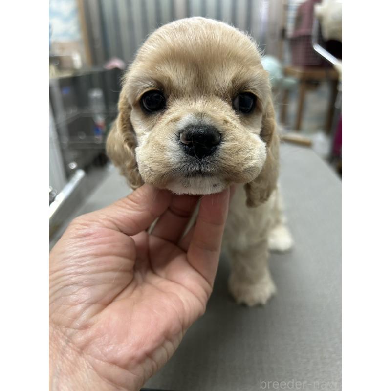 販売中の鹿児島県のアメリカンコッカースパニエル-432864の5枚目