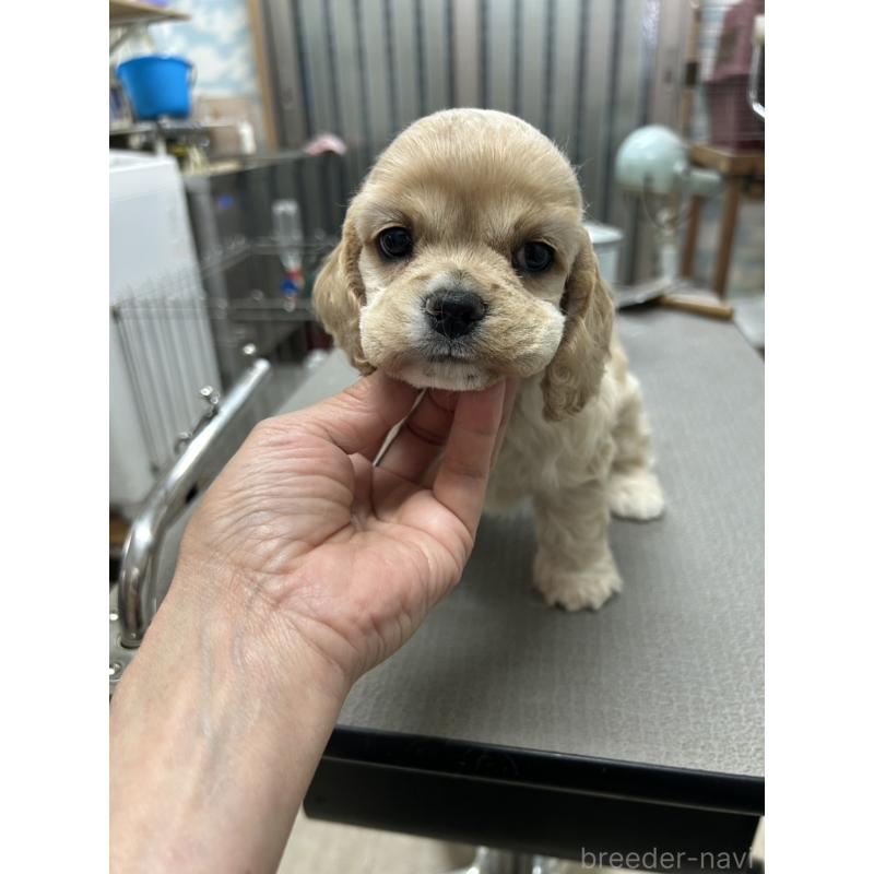 販売中の鹿児島県のアメリカンコッカースパニエル-432864