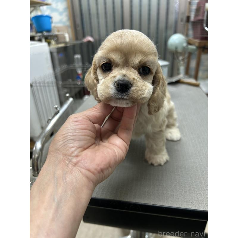 販売中の鹿児島県のアメリカンコッカースパニエル-432864の4枚目