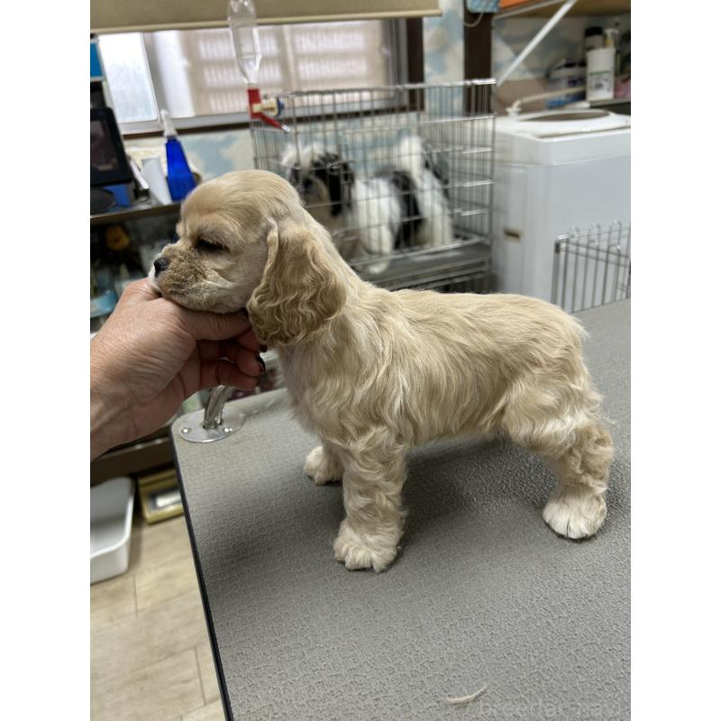 販売中の鹿児島県のアメリカンコッカースパニエル-432864の3枚目