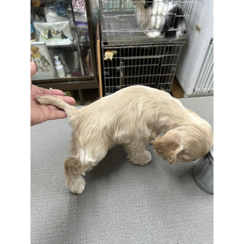 販売中の鹿児島県のアメリカンコッカースパニエル-432864の2枚目