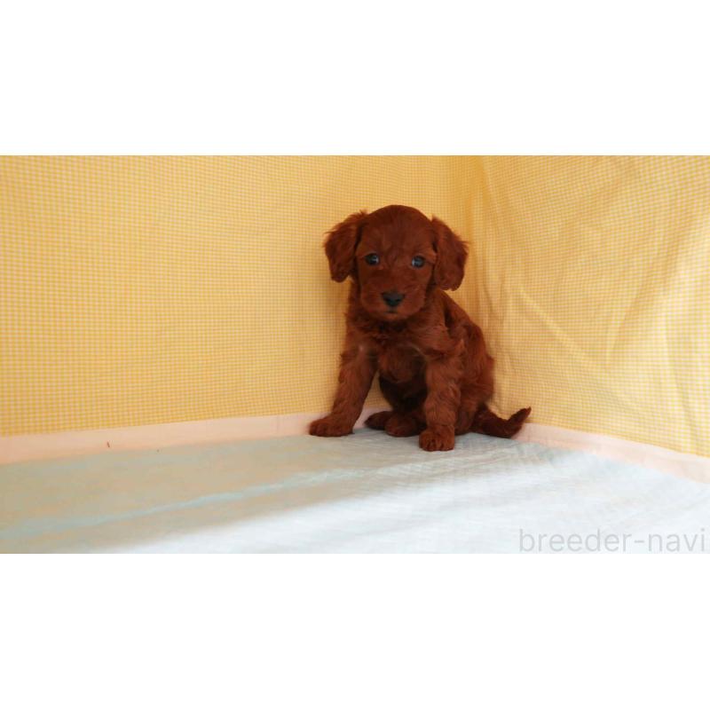 成約済の東京都のトイプードル-433281の3枚目