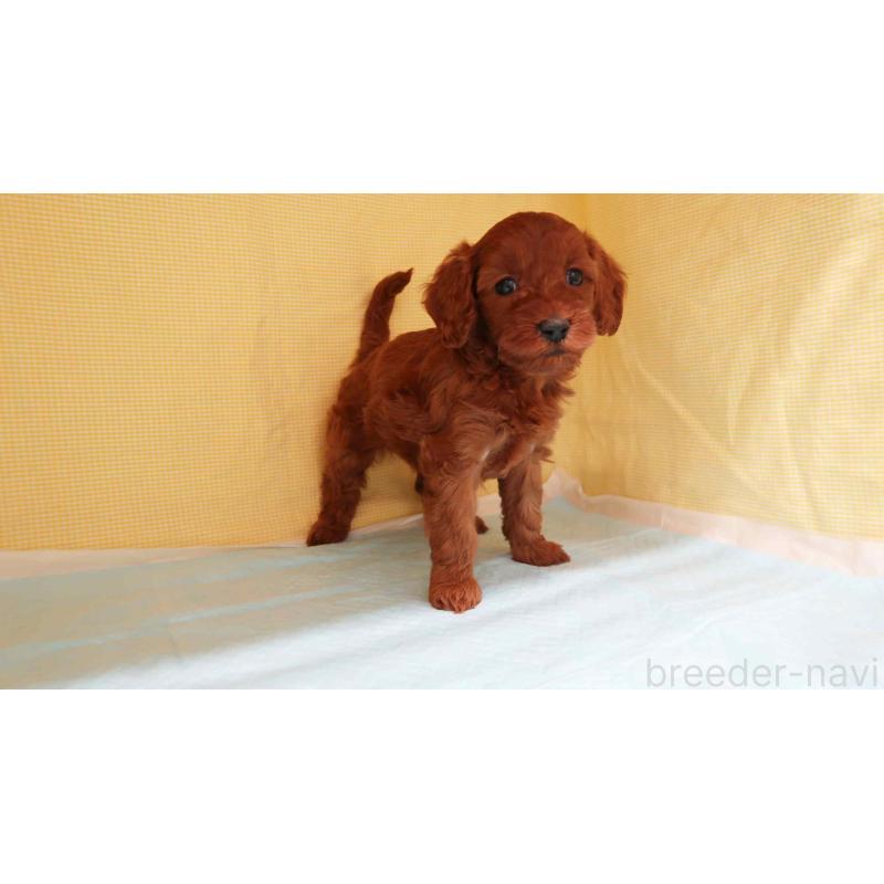 成約済の東京都のトイプードル-433281の2枚目