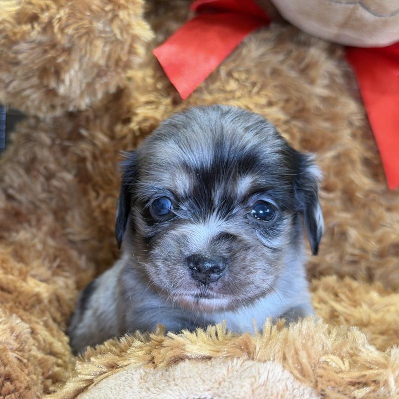 販売中の埼玉県のチワックス:チワワ×ミニチュアダックスフンド-432866の1枚目