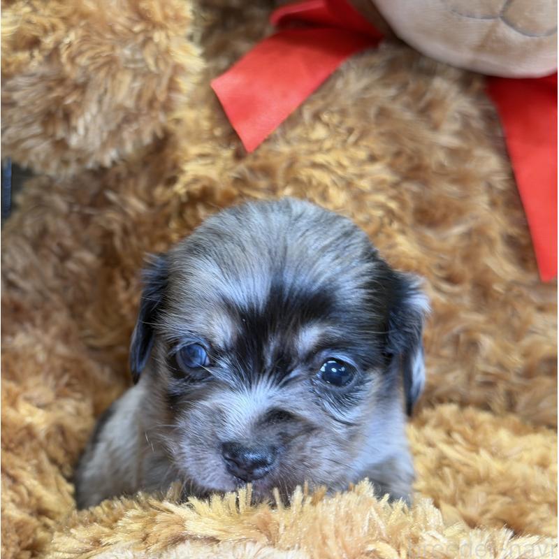 販売中の埼玉県のチワックス:チワワ×ミニチュアダックスフンド-432866の5枚目