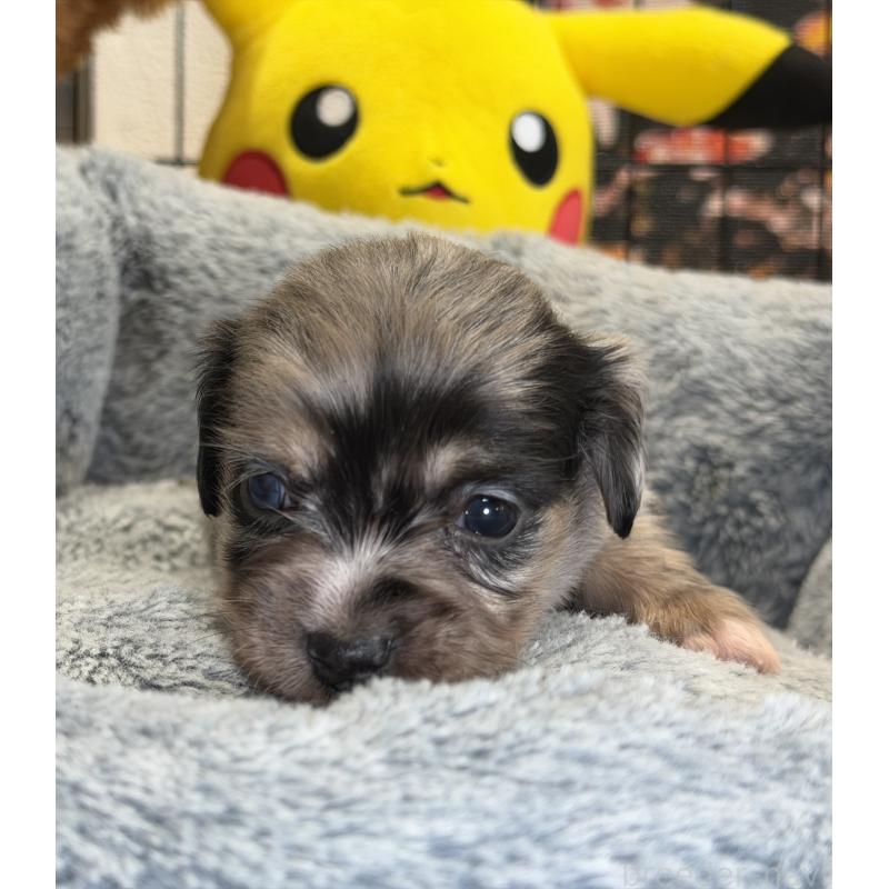 販売中の埼玉県のチワックス:チワワ×ミニチュアダックスフンド-432866の4枚目