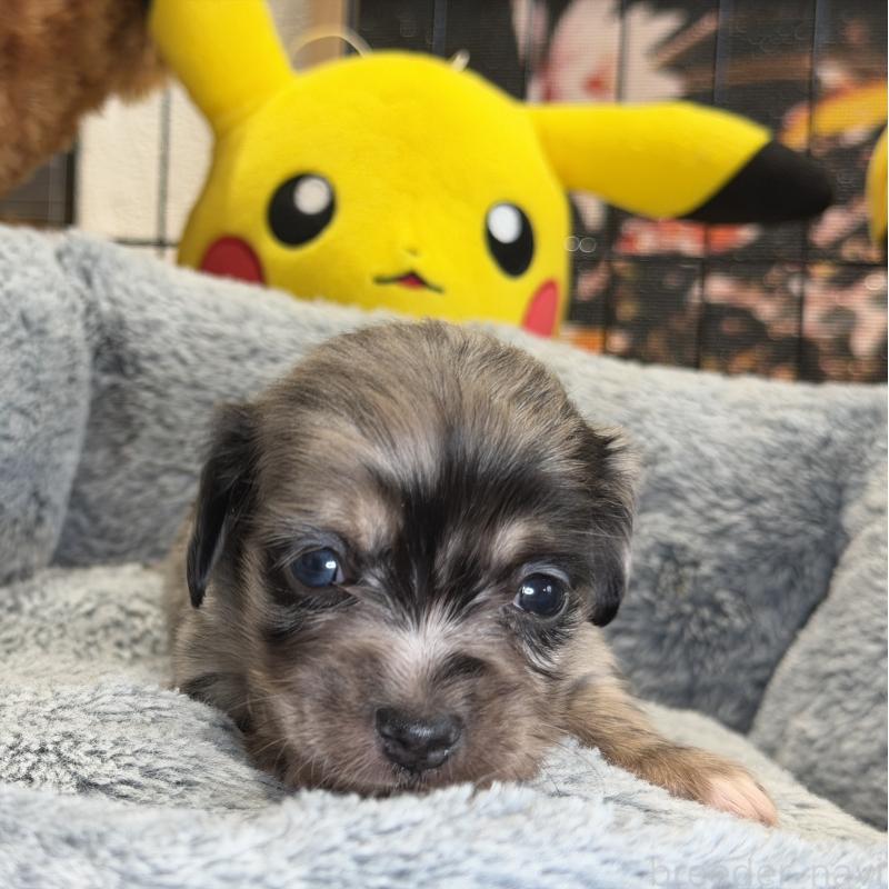 販売中の埼玉県のチワックス:チワワ×ミニチュアダックスフンド-432866の3枚目