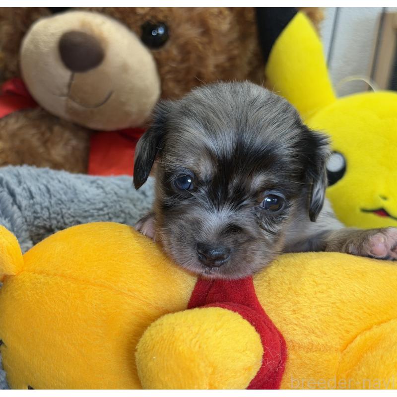 販売中の埼玉県のチワックス:チワワ×ミニチュアダックスフンド-432866の2枚目