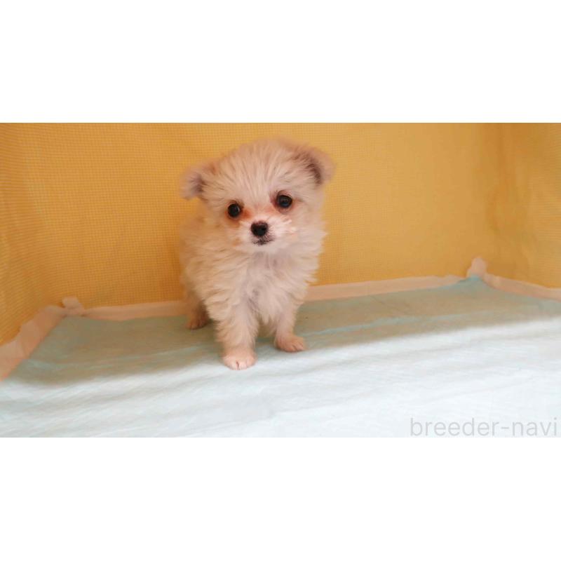 販売中の東京都のポメチワ:ポメラニアン×チワワ-432867の3枚目