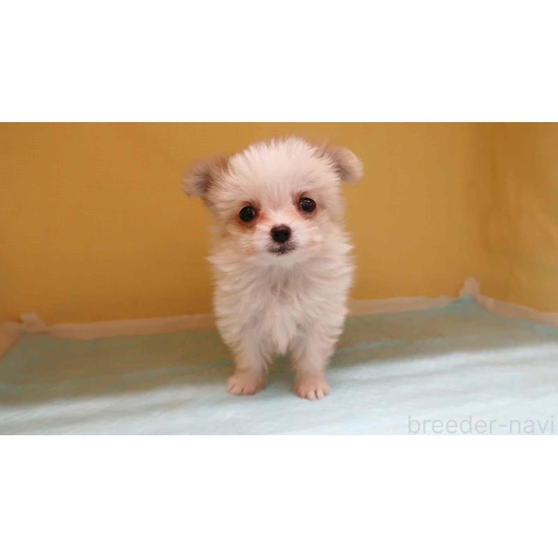 販売中の東京都のポメチワ:ポメラニアン×チワワ-432867の2枚目