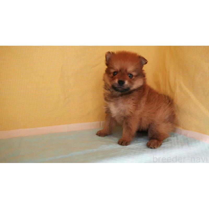 販売中の東京都のポメラニアン-432868の3枚目