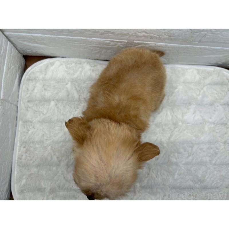 販売中の茨城県のチワプー:チワワ×トイプードル-432869の10枚目