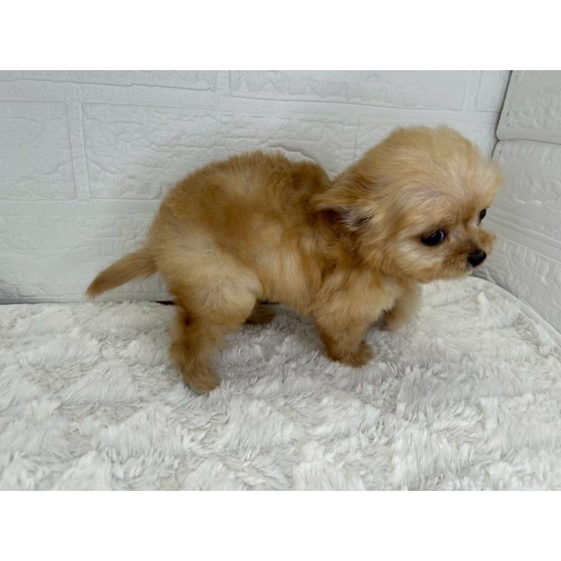 販売中の茨城県のチワプー:チワワ×トイプードル-432869の9枚目