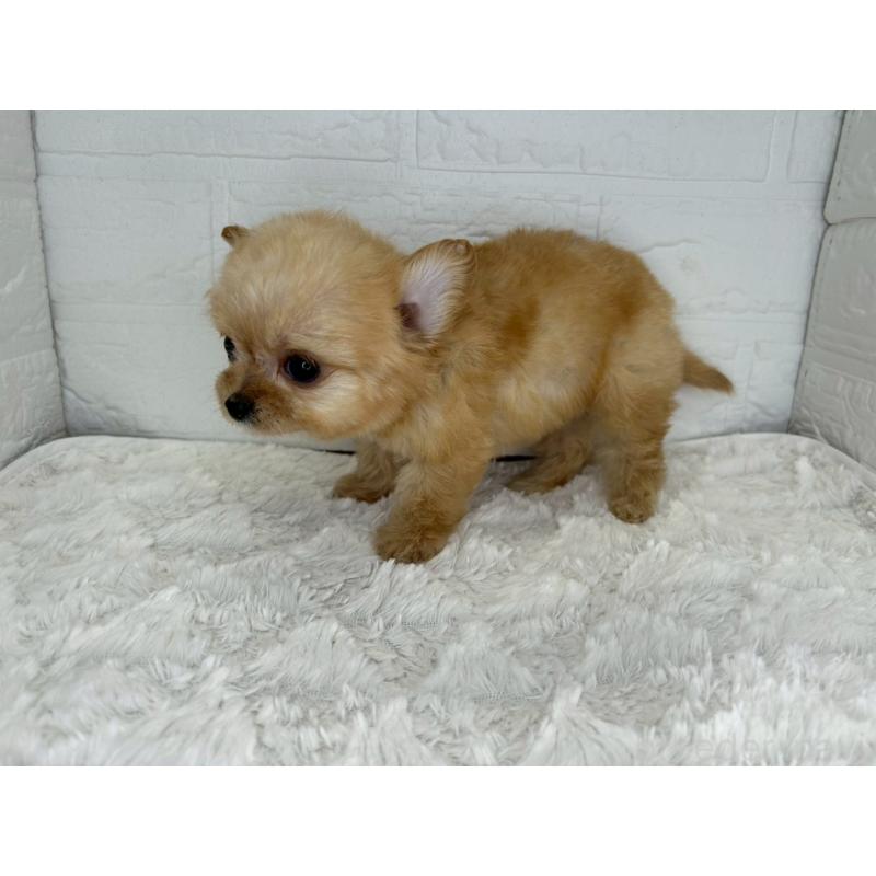 販売中の茨城県のチワプー:チワワ×トイプードル-432869の8枚目