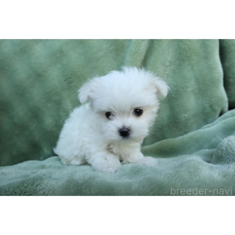 販売中の東京都のマルチーズ-432870の5枚目