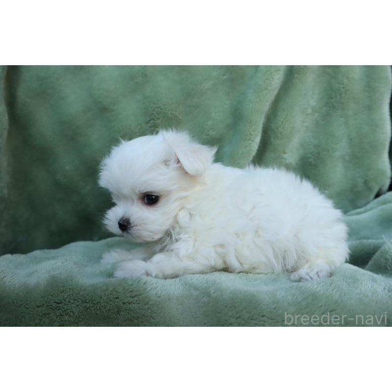 販売中の東京都のマルチーズ-432870の4枚目