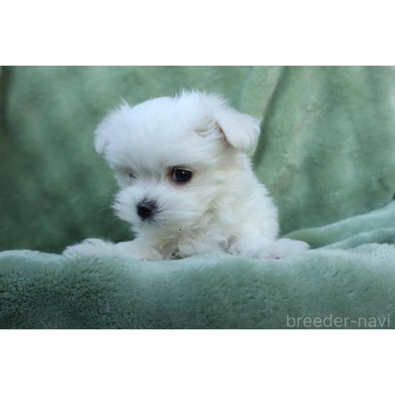 販売中の東京都のマルチーズ-432870の3枚目