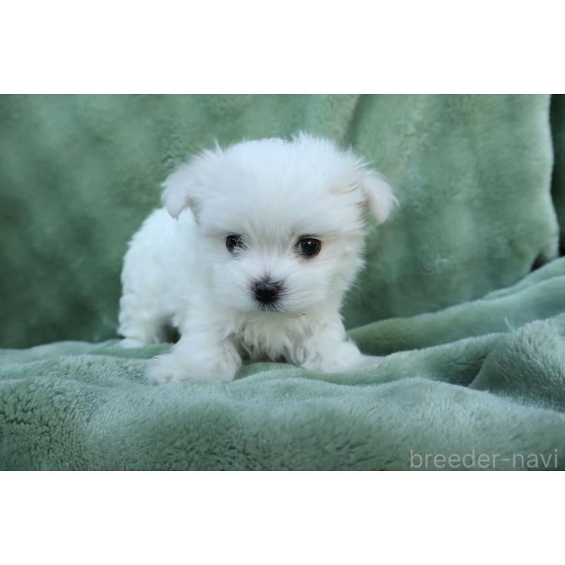 販売中の東京都のマルチーズ-432870の2枚目