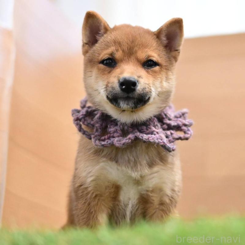 販売中の岡山県の豆柴-428010の4枚目