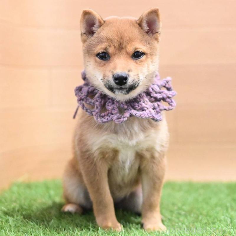 販売中の岡山県の豆柴-428010