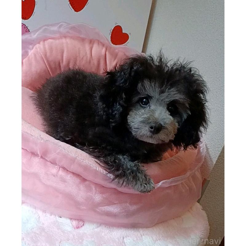 販売中の三重県のタイニープードル-410266の6枚目