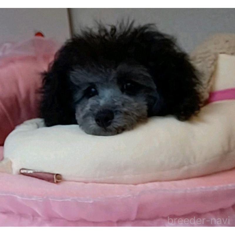 販売中の三重県のタイニープードル-410266の5枚目