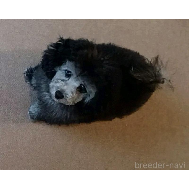 販売中の三重県のトイプードル-410266の7枚目