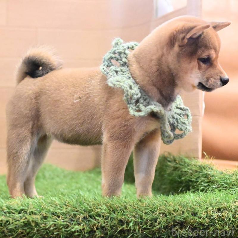 販売中の岡山県の豆柴-425318の5枚目