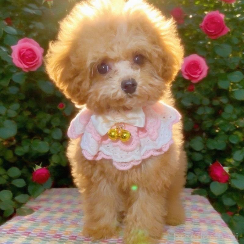 販売中の千葉県のティーカッププードル-415649