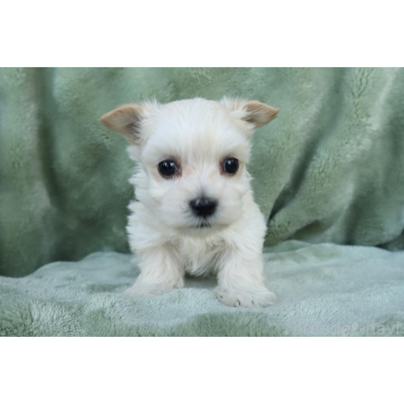 販売中の東京都のミックス犬-432872の5枚目