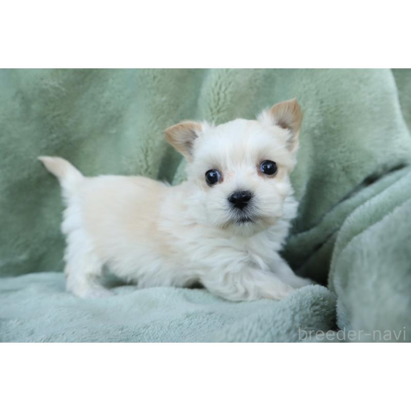 販売中の東京都のミックス犬-432872の4枚目