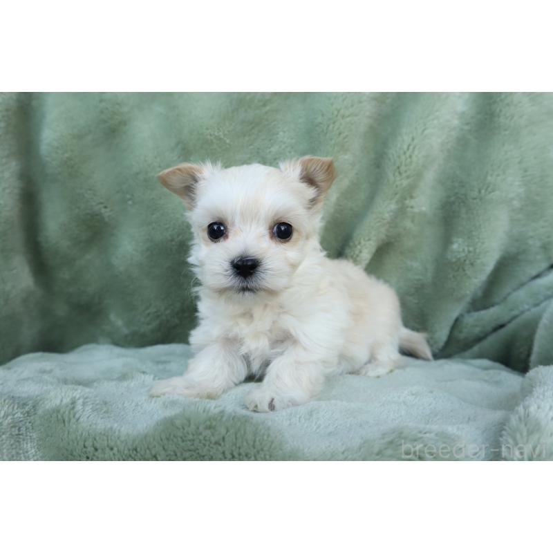 販売中の東京都のミックス犬-432872の3枚目