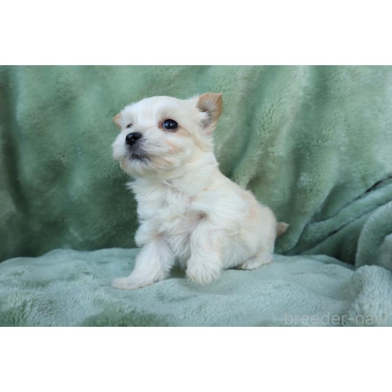 販売中の東京都のミックス犬-432872の2枚目