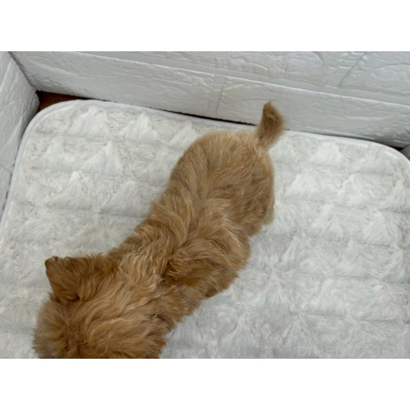 販売中の茨城県のチワプー:チワワ×トイプードル-432871の9枚目