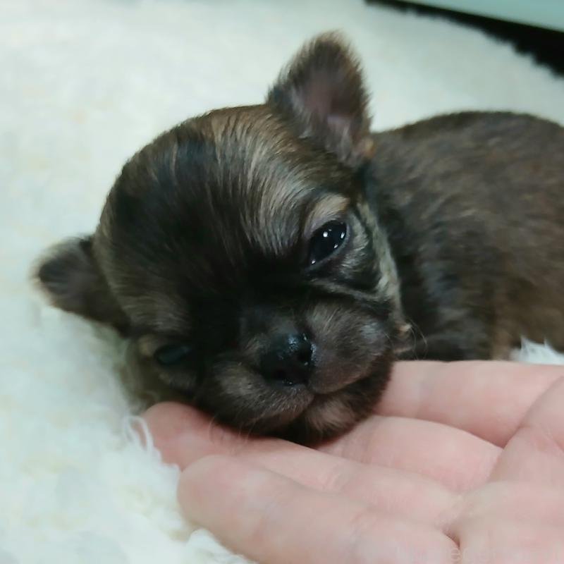 販売中の神奈川県のチワワ(ロングコート)-433257の1枚目