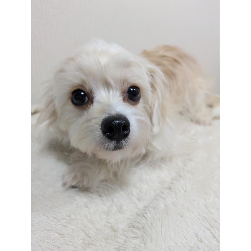 販売中の三重県のミックス犬-388383の2枚目