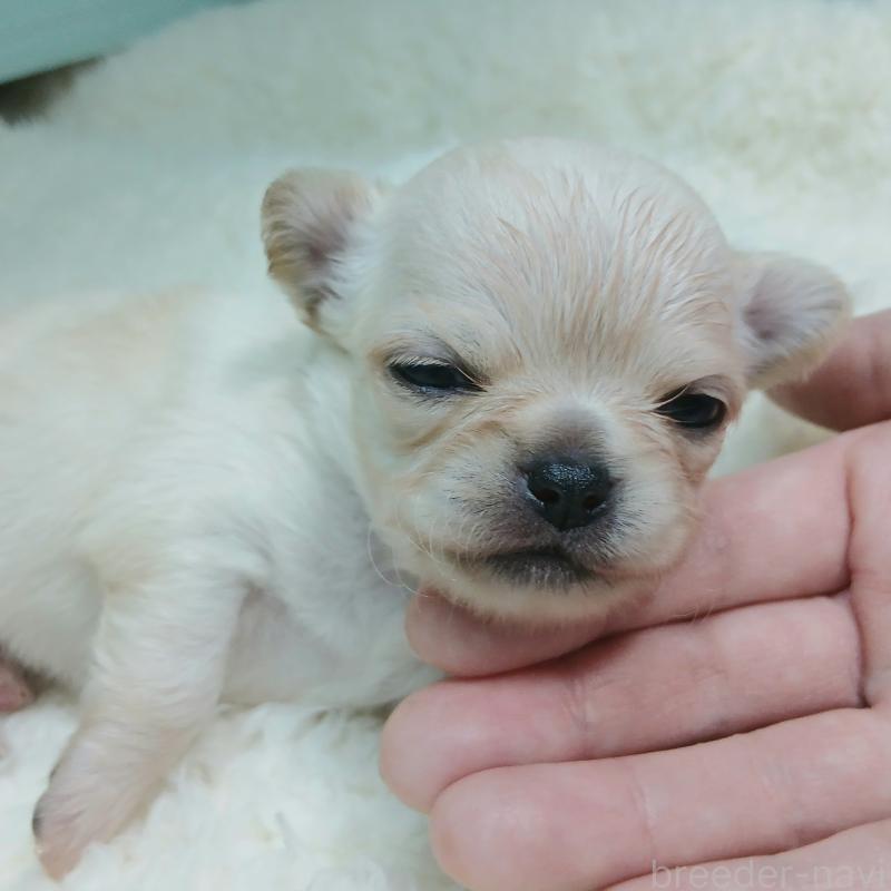 販売中の神奈川県のチワワ(ロングコート)-433262